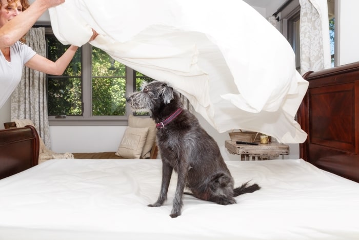Woman making bed with dog.