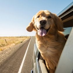 dog-on-road-trip