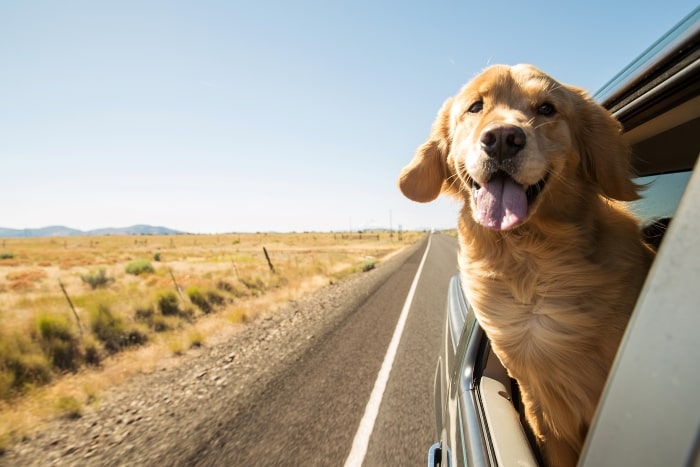 Dog with head outside car window on road trip.