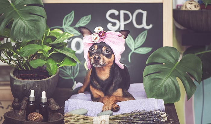 Dog dressed for spa day with pink towel.
