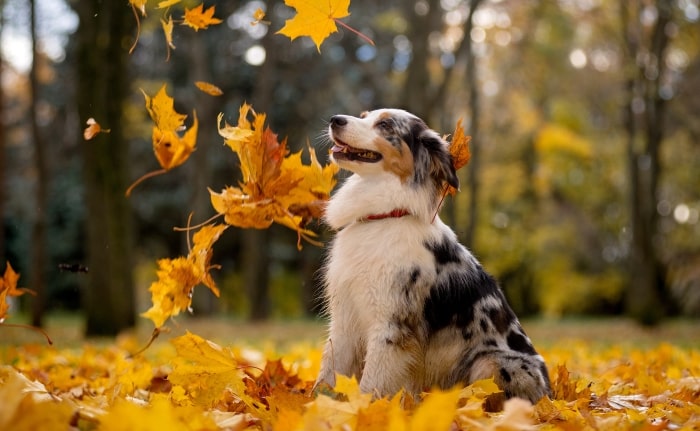 Australian Shepherd sitting in fall leaves.