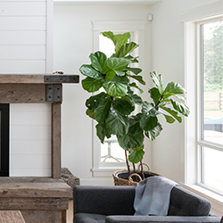 big-houseplants