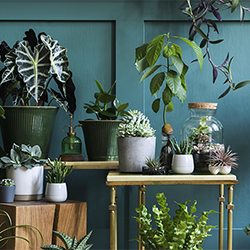 houseplant-tips