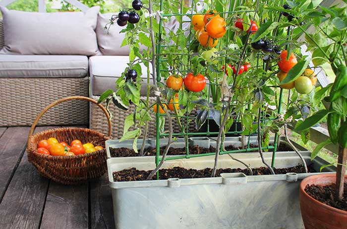 Container garden with tomato plants.