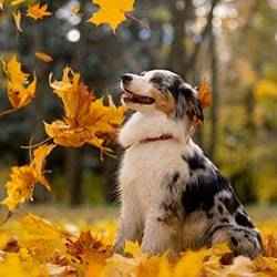 Dog with falling leaves | Schlage